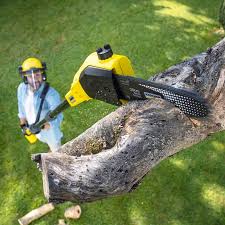 Best Hazardous Tree Removal  in Onarga, IL